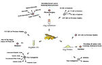 Novel QTL and Meta-QTL Mapping for Major Quality Traits in Soybean