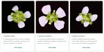 Near-Gapless and Haplotype-Resolved Capsella Genomes Enable Investigation into Genomic Consequences of Mating System Shifts